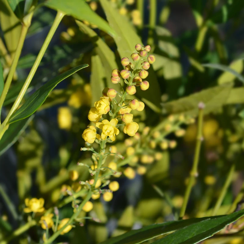 Mahonia confusa Narihira