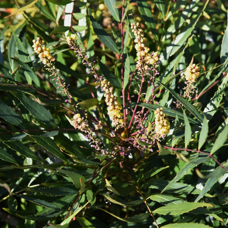 Mahonia confusa Narihira