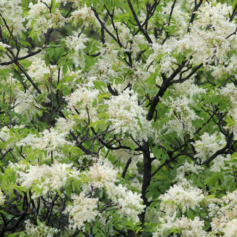 Frêne à fleurs
