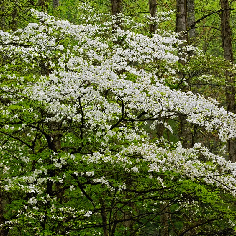 Cornouiller à fleurs de Floride