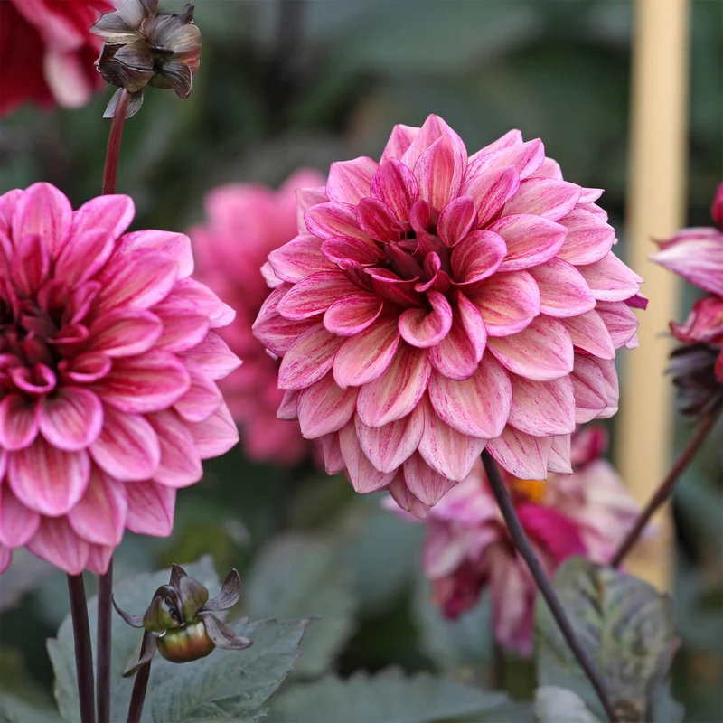Dahlia décoratif Night Silence