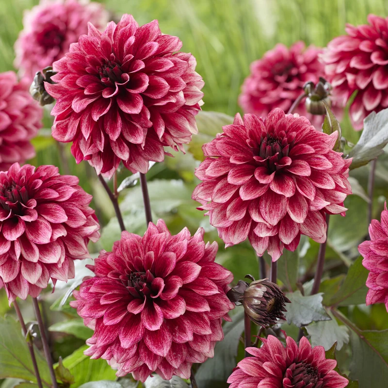 Dahlia décoratif Night Silence
