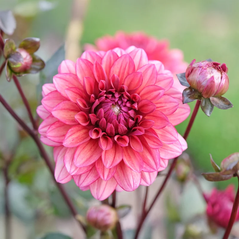 Dahlia décoratif Night Silence