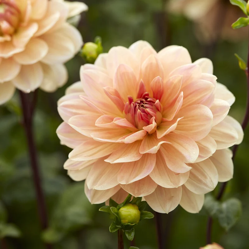 Dahlia décoratif Apricot Desire