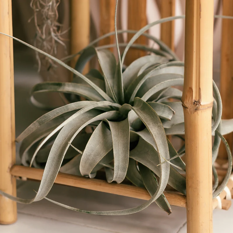 Tillandsia xerographica