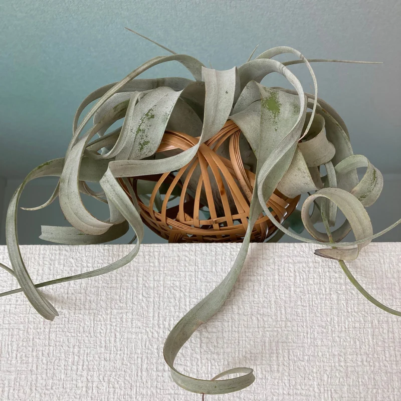 Tillandsia xerographica