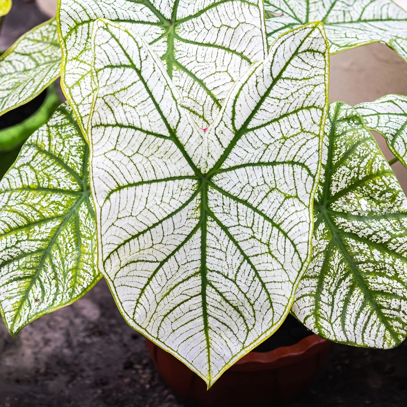 Caladium White Christmas