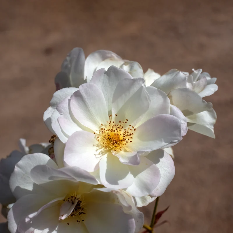 Rosier arbustif Pénélope