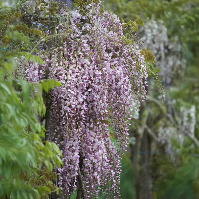 Glycine du Japon Honbeni