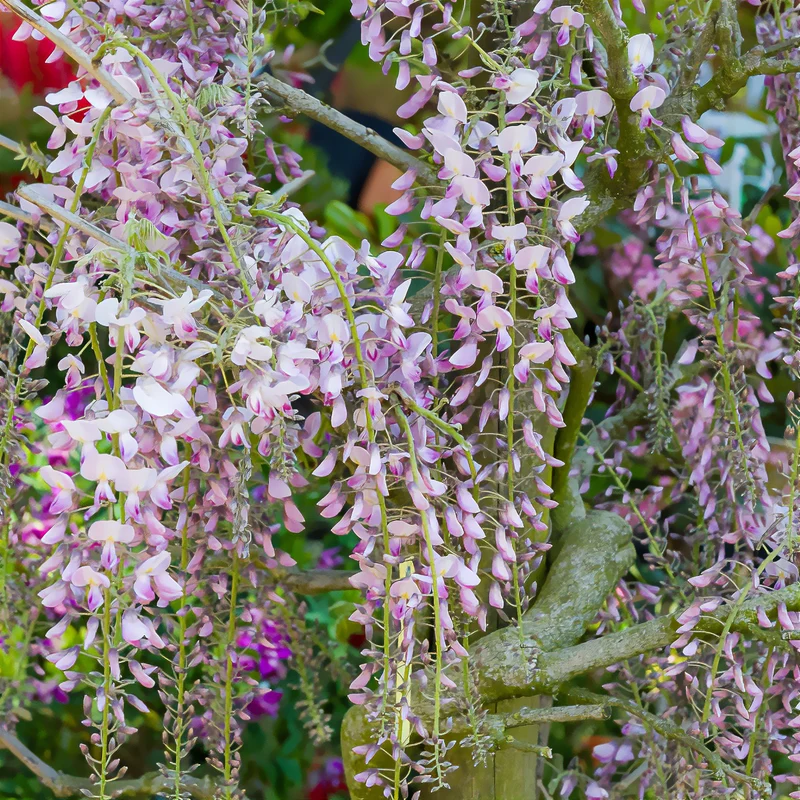 Glycine du Japon Honbeni