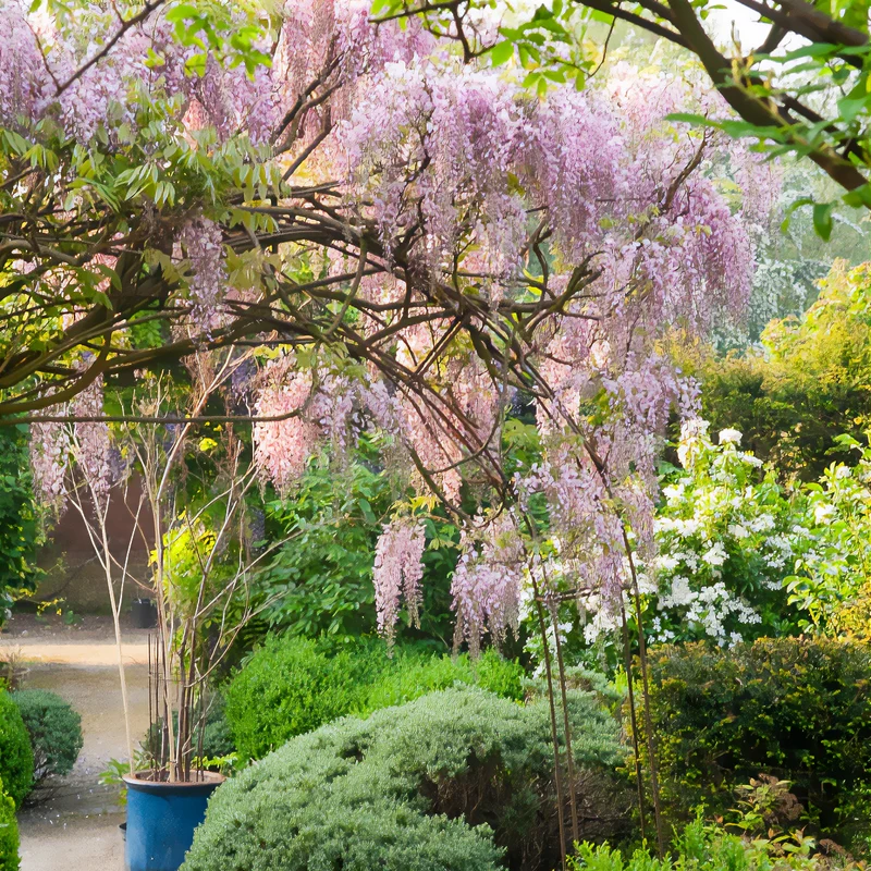 Glycine du Japon Honbeni