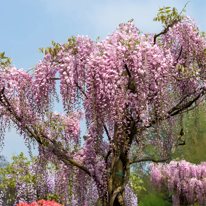 Glycine du Japon Honbeni