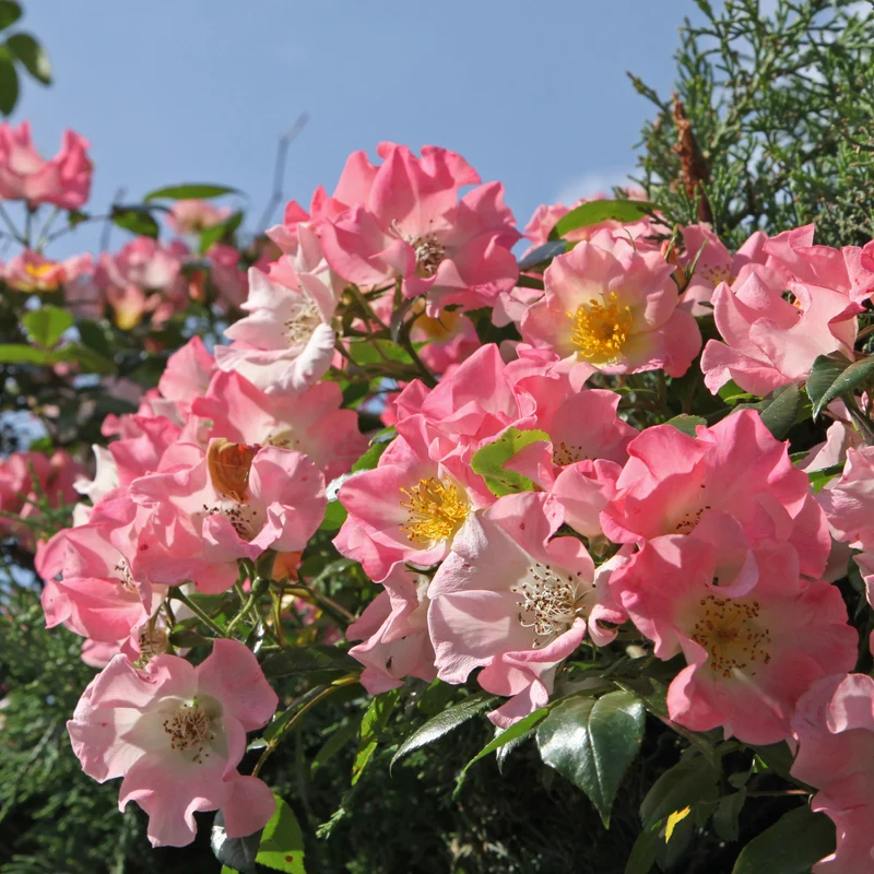 Rosier liane Kew Rambler