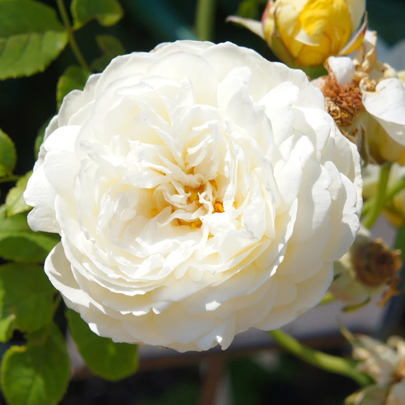 Rosier anglais Claire Austin®