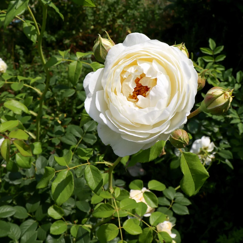Rosier anglais Claire Austin®