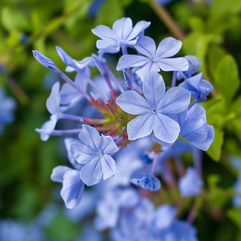 Plumbago Dark Blue