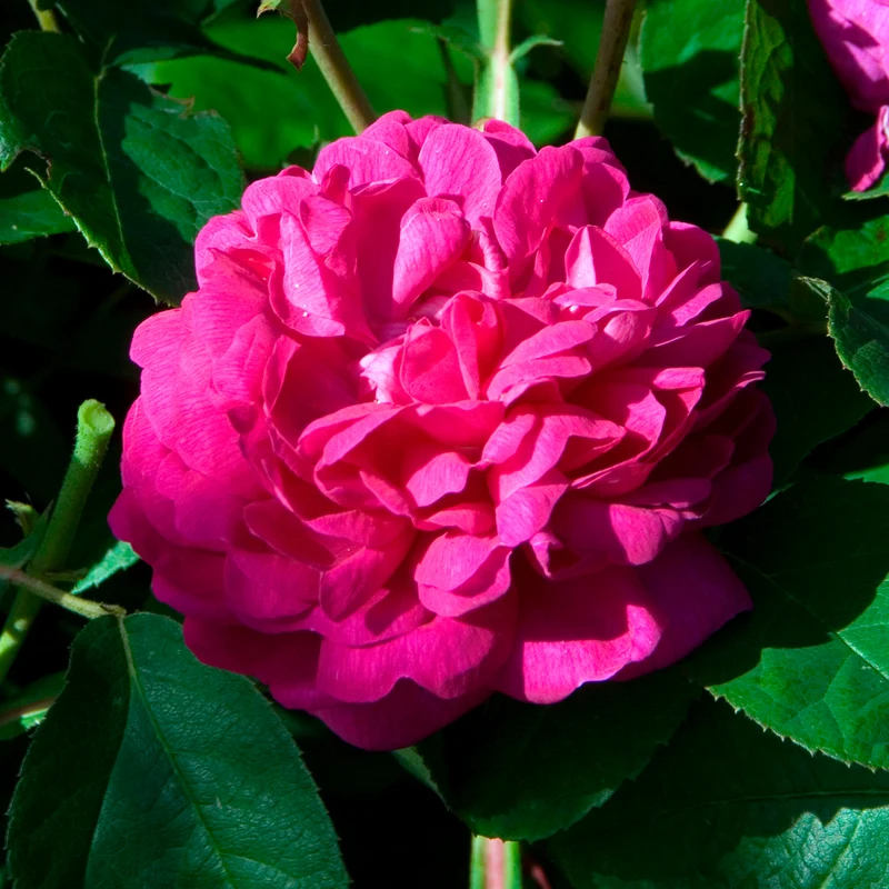Rosier ancien Rose de Rescht
