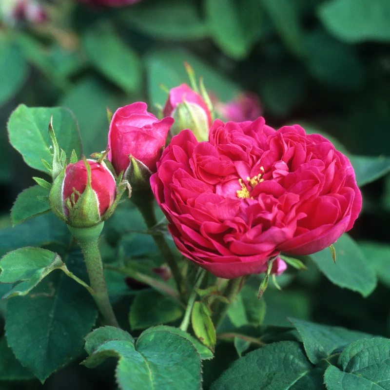 Rosier ancien Rose de Rescht