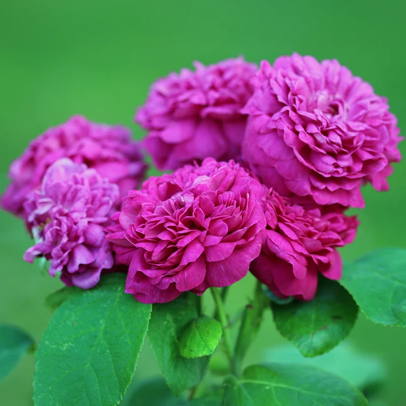 Rosier ancien Rose de Rescht