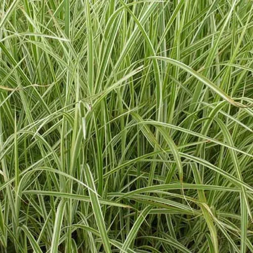 Eulalie Variegatus