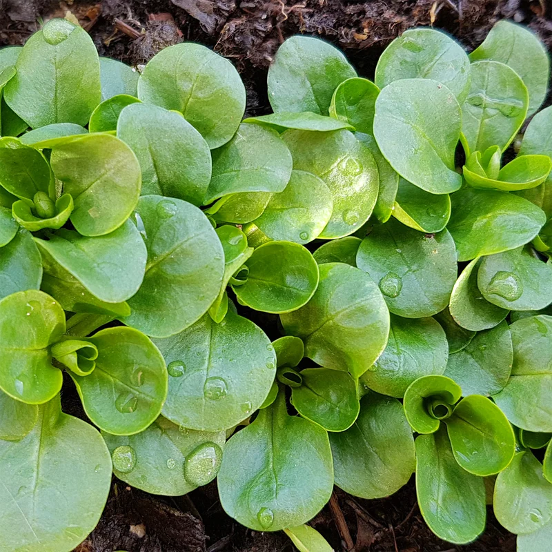 Mâche Verte à coeur plein 2