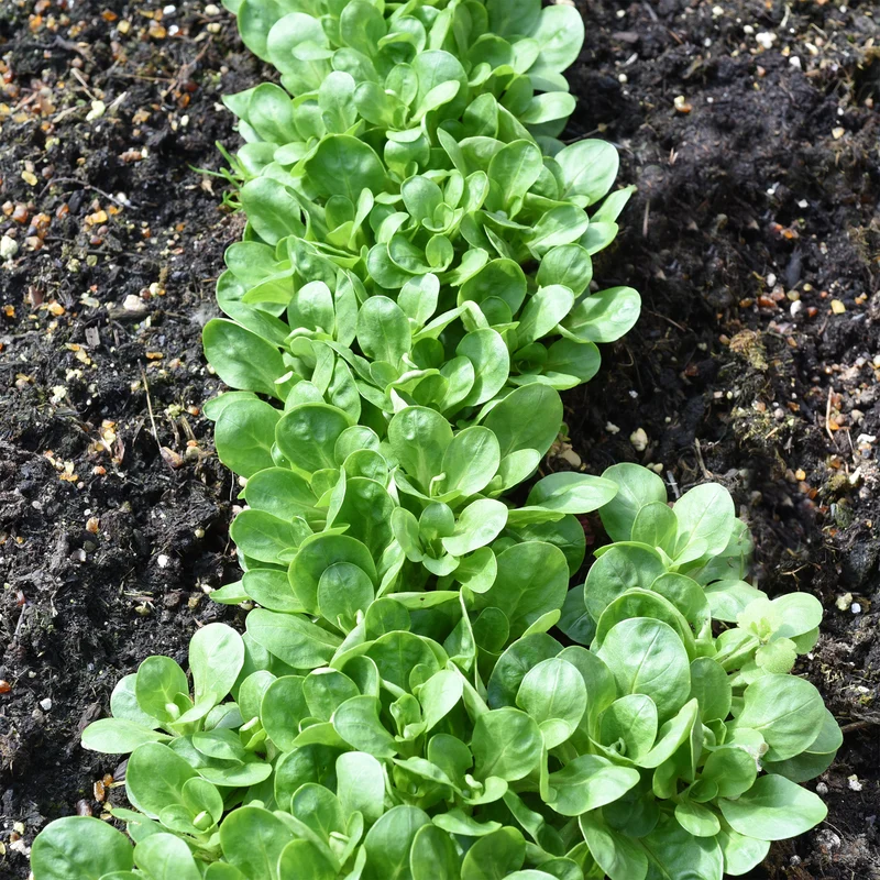 Mâche Verte à coeur plein 2