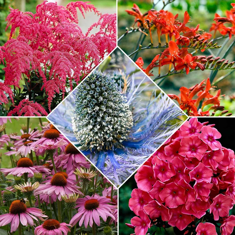 14 Vivaces Bees and Butterflies en mélange