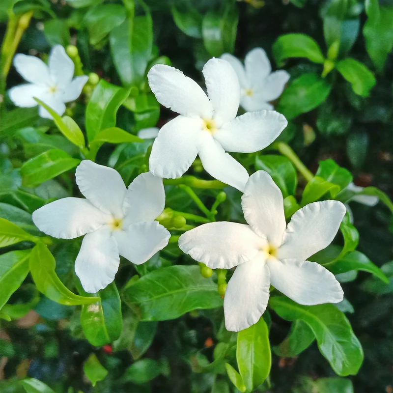 Jasmin blanc d'hiver