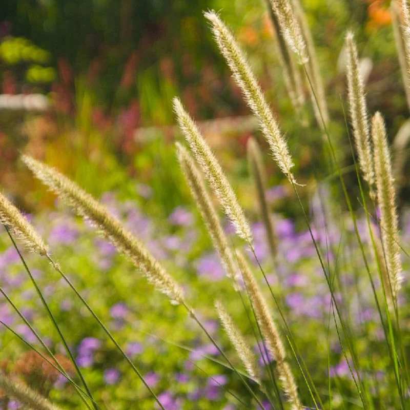 Herbe aux écouvillons érigée