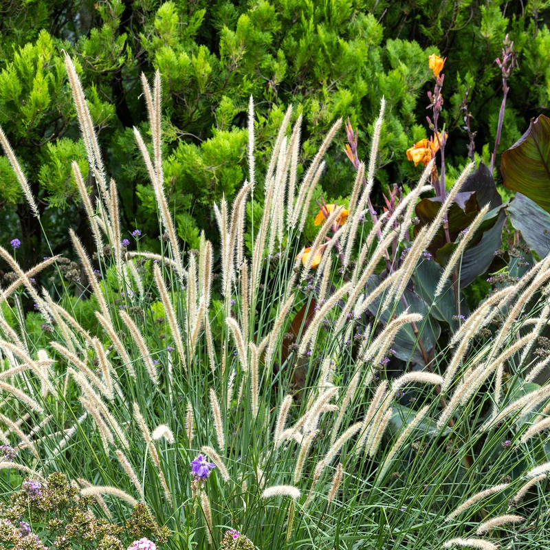 Herbe aux écouvillons érigée