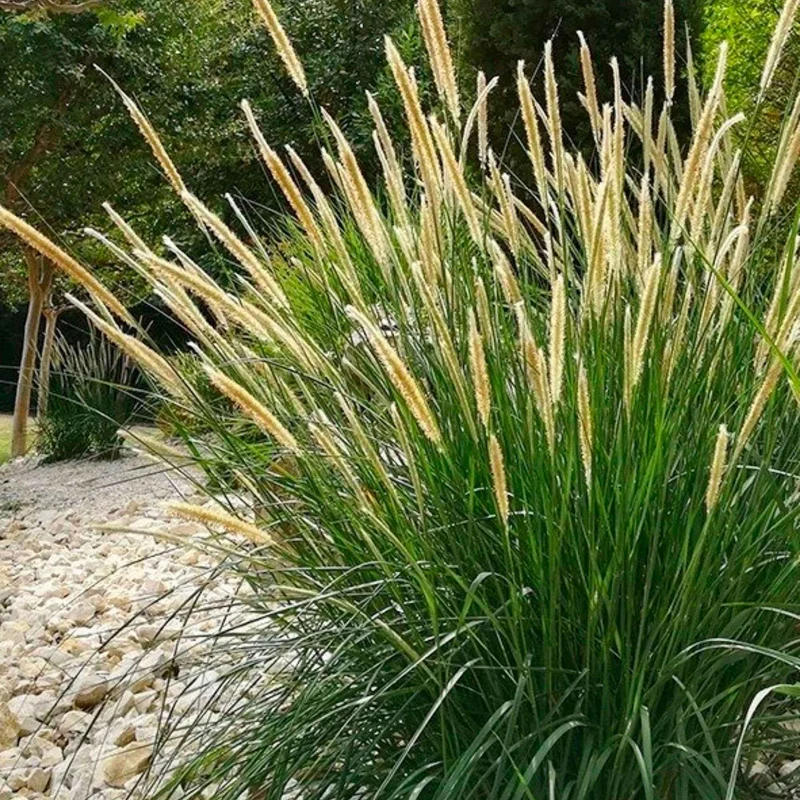 Herbe aux écouvillons érigée