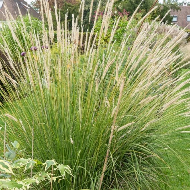 Herbe aux écouvillons érigée