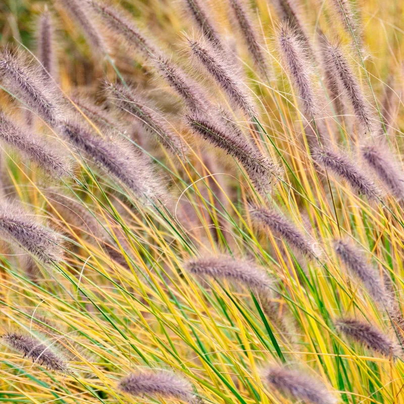 Herbe aux écouvillons viridescens - Pennisetum