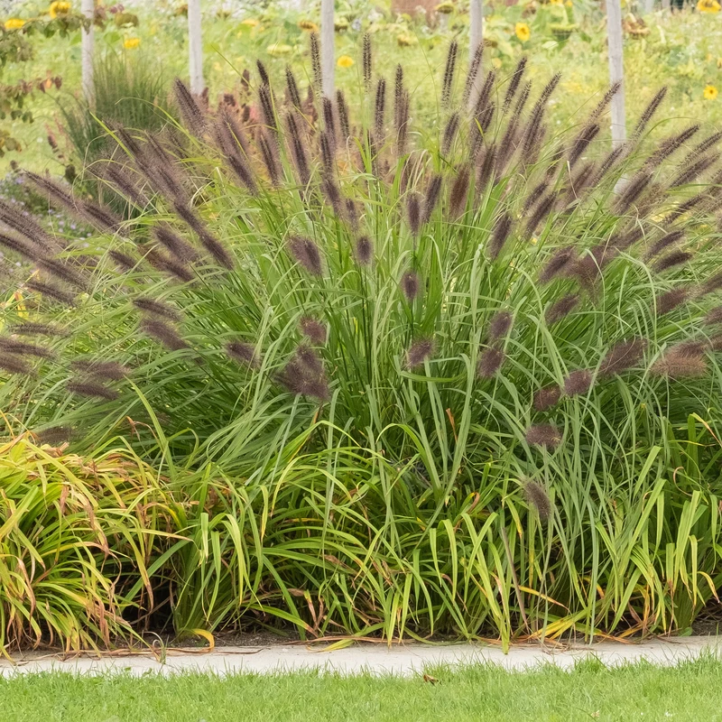 Herbe aux écouvillons viridescens - Pennisetum