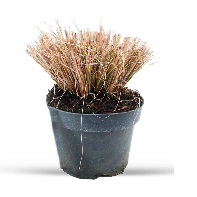 Herbe aux écouvillons viridescens - Pennisetum