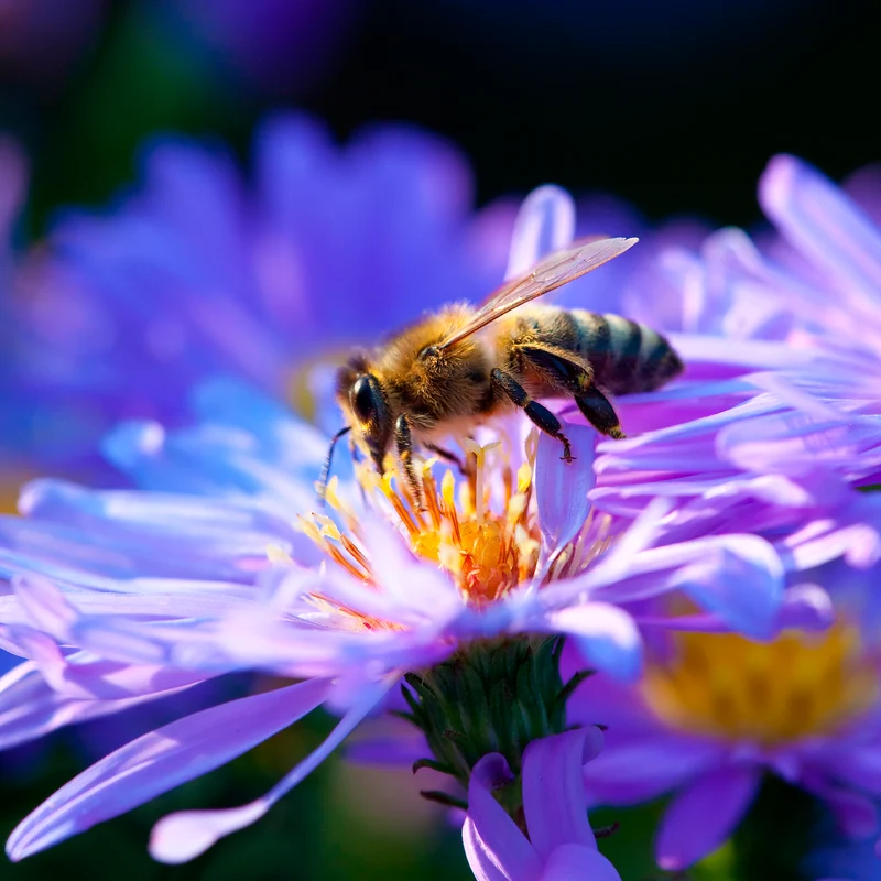 Aster dumosus Lady In Blue