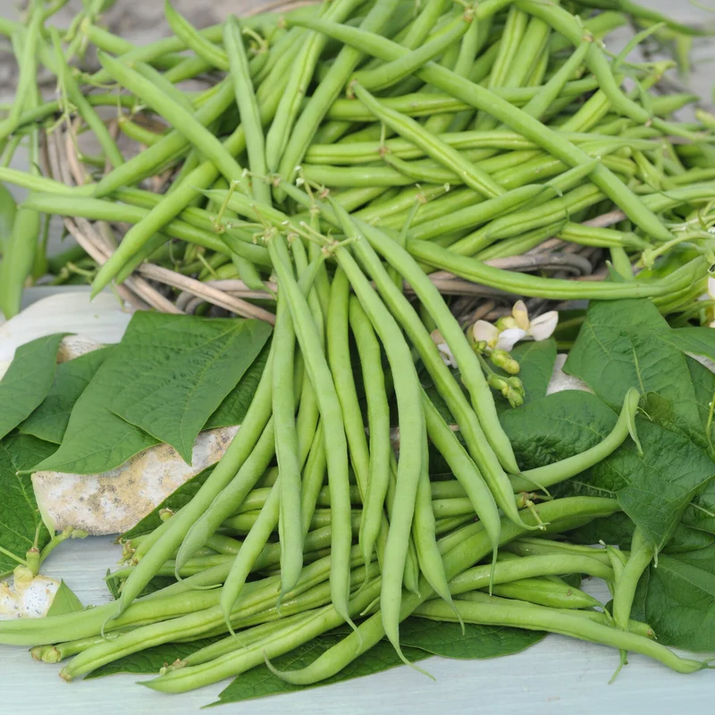 Haricot nain mangetout Castandel