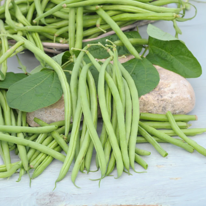 Haricot nain mangetout Castandel