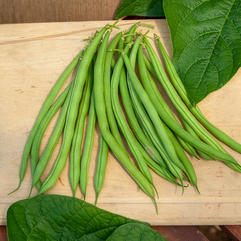 Haricot nain mangetout Castandel