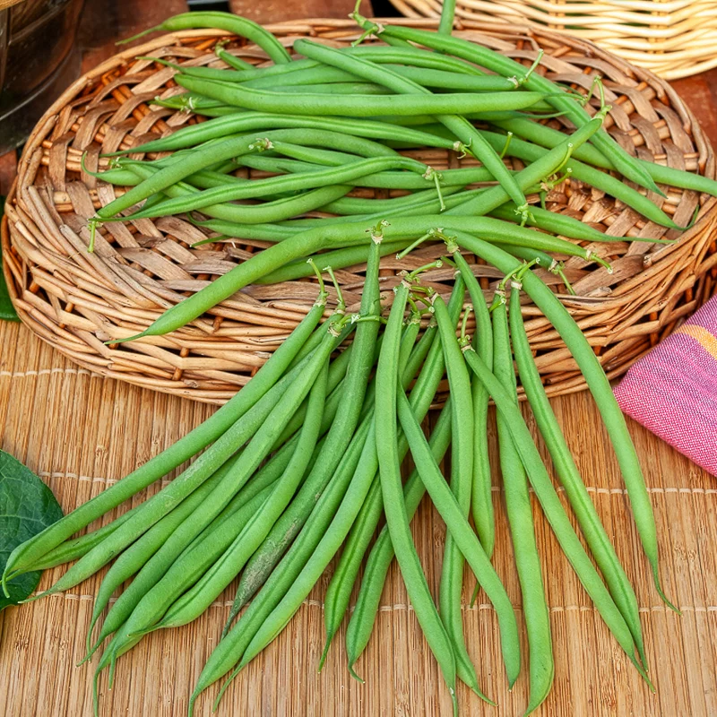 Haricot nain mangetout Castandel