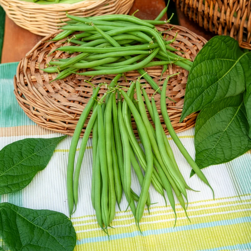 Haricot nain mangetout Castandel