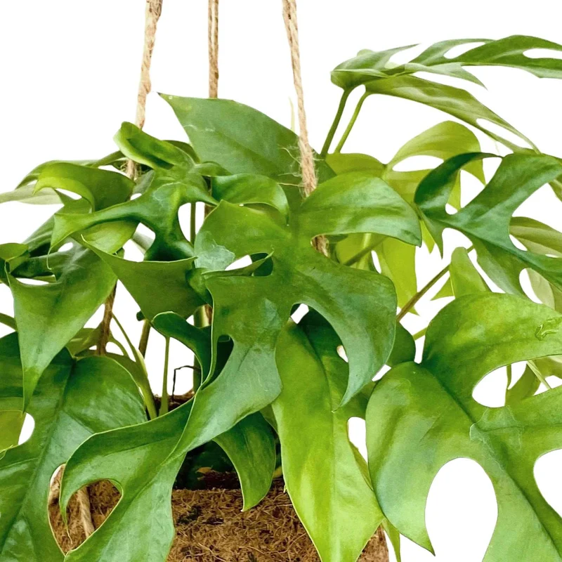 Monstera minima et son pot en fibre de noix de coco