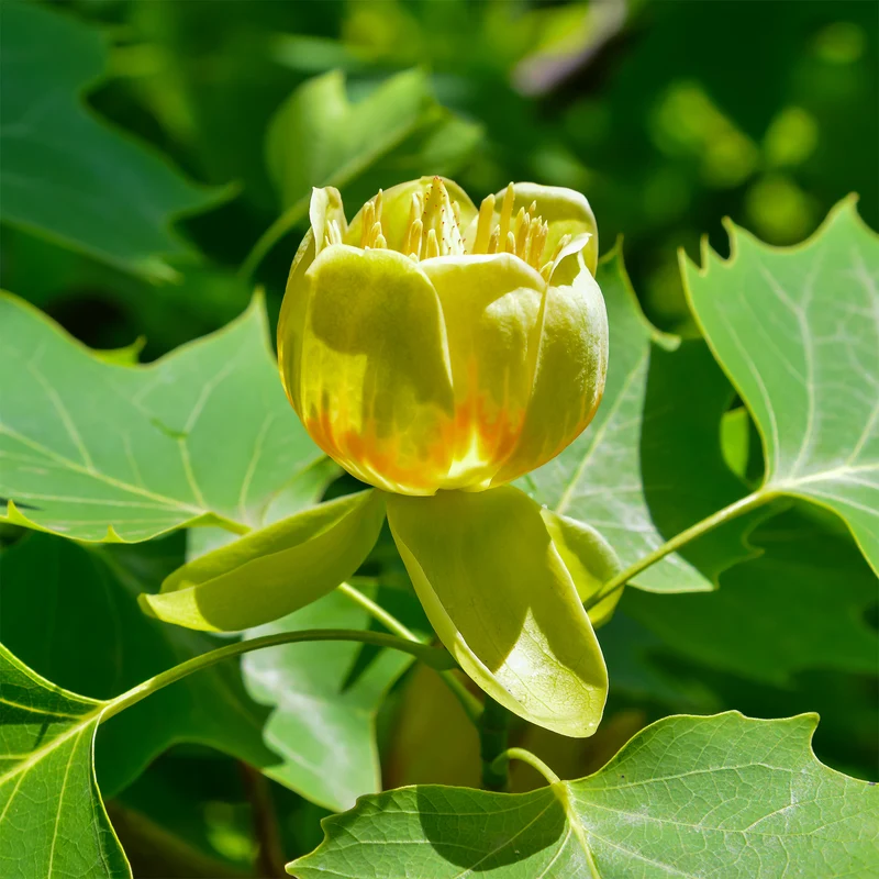Tulipier de Virginie