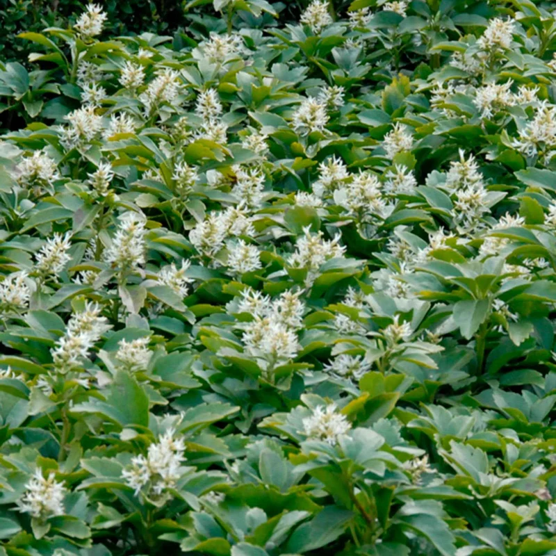 Pachysandre