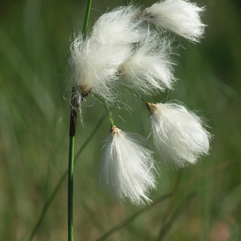 Linaigrette à feuilles étroites