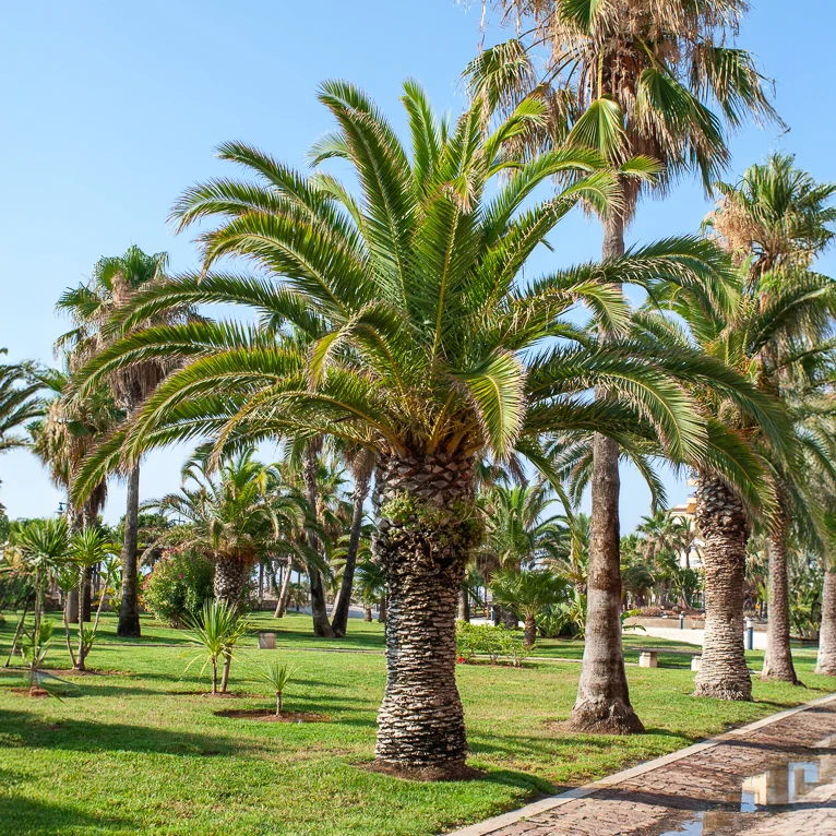 Palmier des Canaries