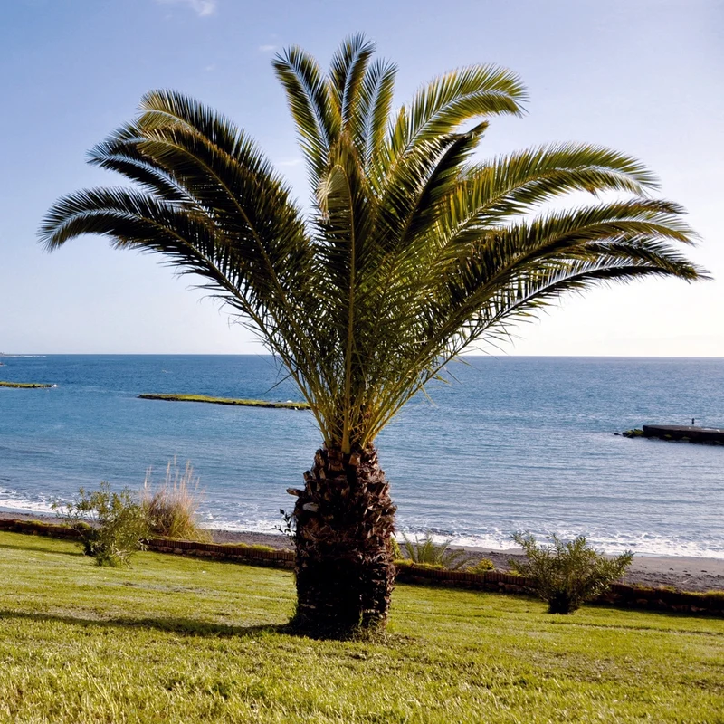 Palmier des Canaries