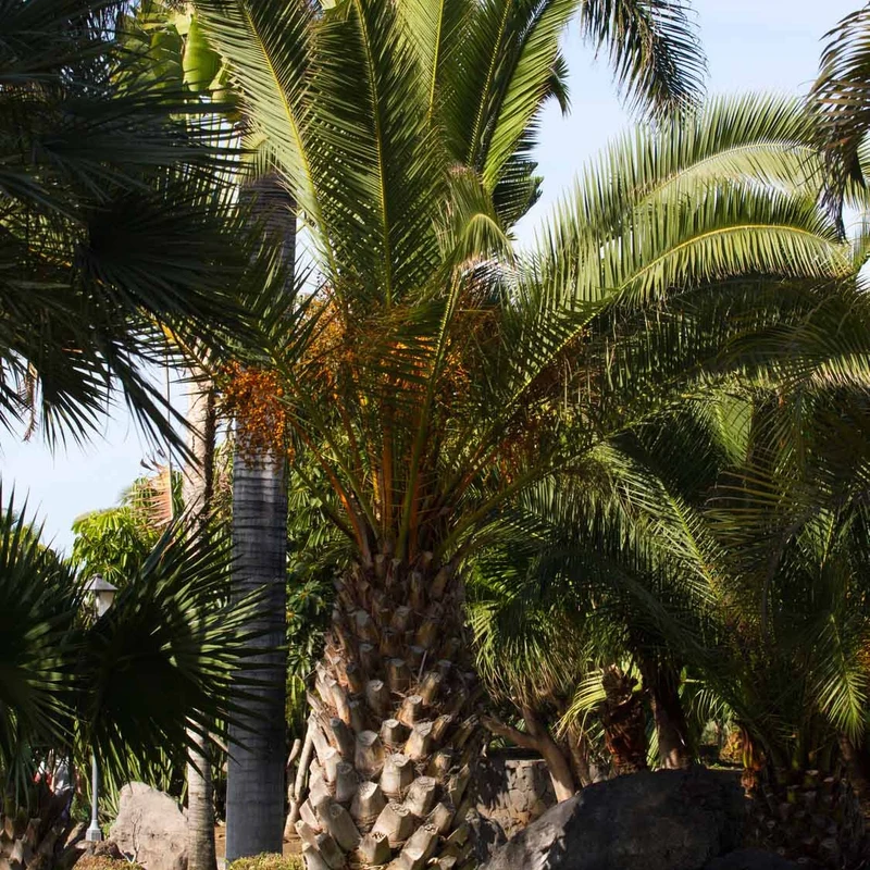 Palmier des Canaries