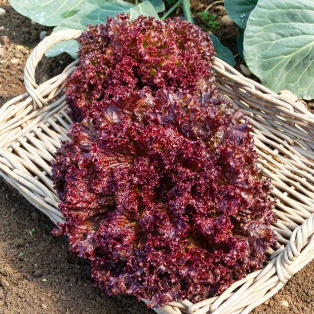 Laitue Lollo Rossa