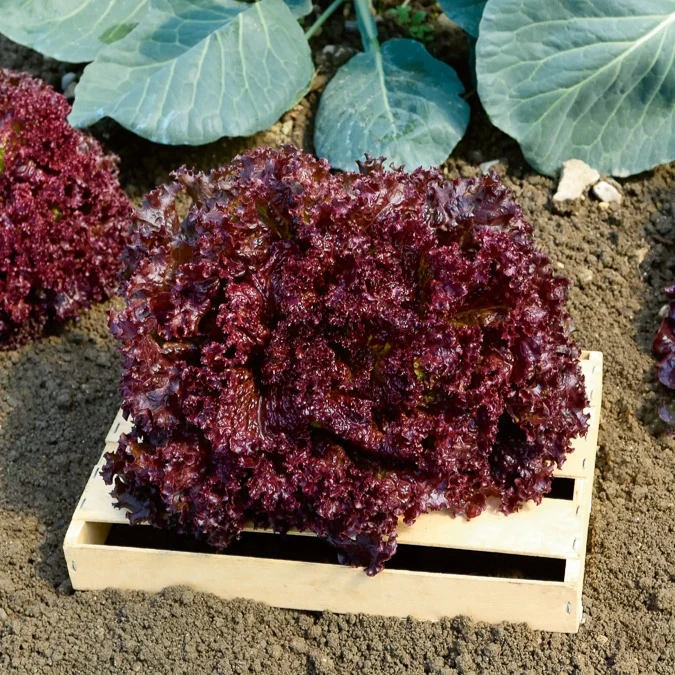 Laitue Lollo Rossa